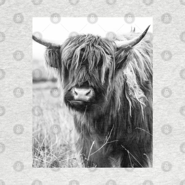 Highland Cow Portait, black and white by AmyBrinkman